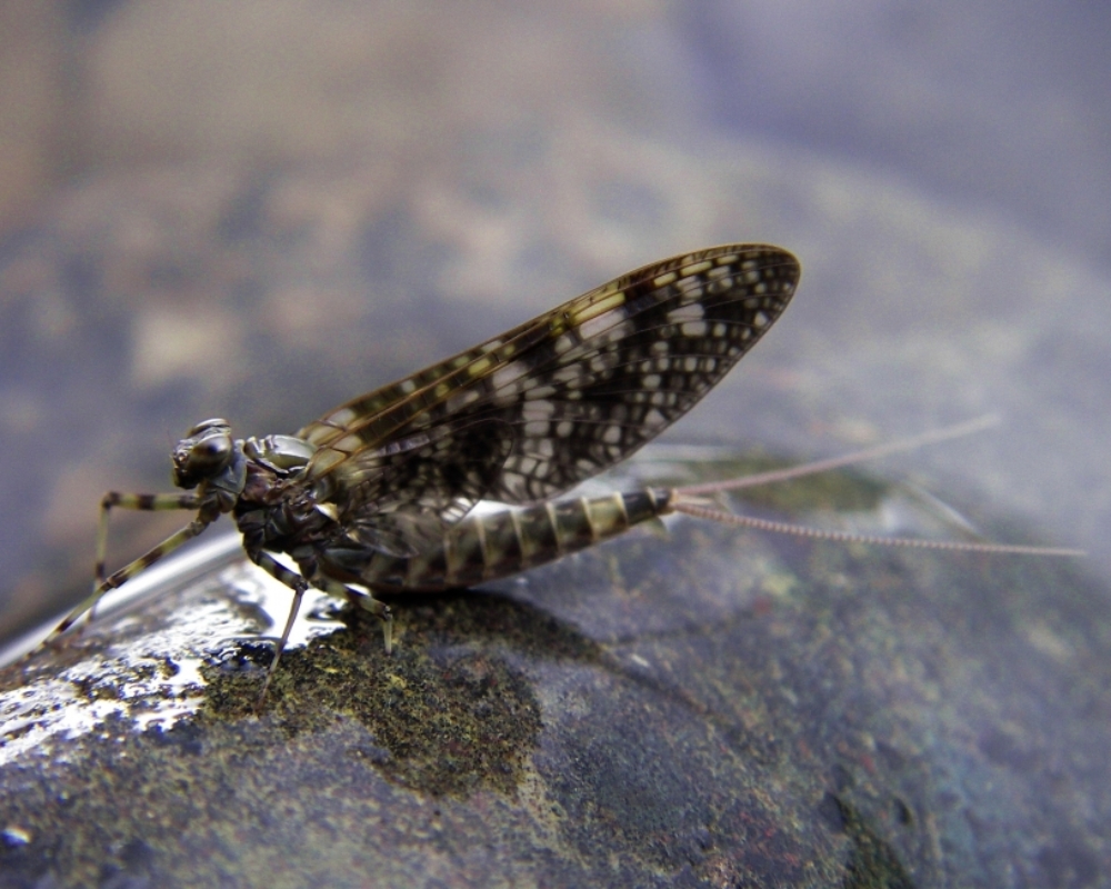 Trout eat a host of insects, like this mayflie