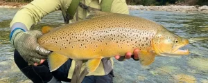 New Zealand fly fishing is legendary for its giant wild brown trout.